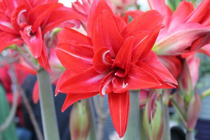 Hippe Hippeastrum - Hortipoint