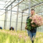 BEDRIJFSSCAN: ‘Wij hebben elke dag astilbes’