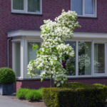 Heesters op stam als kleine bomen