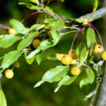 Biodiverse aanplant zorgt voor balans