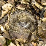 Hoe krijg je egels in de tuin?