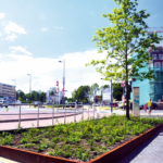 Markante bomen geven Roermond groenimpuls