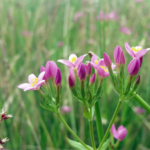 Grondruil Veenendaal leidt tot orchideeënrijk blauwgrasland