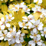 Choisya bewijst zich als wintergroene heester