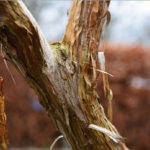 Tien vakgenoten over hun favoriete winterplant