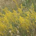 Vaste planten in het gras