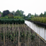 Slimme drainage tegen bodemdaling