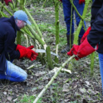 Heggen vlechten volgens Karthuizer-methode