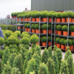 Verzetten Buxus-kwekers de bakens?