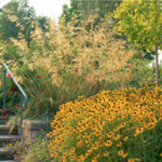 Stipa gigantea