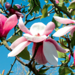 Magnolia bloeit magnifiek