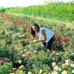 Uitgebreid fruitsortiment beschermd tegen hagel