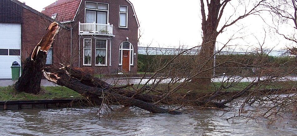 Doden En Gewonden Door Omgewaaide Bomen - Hortipoint