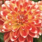 Dahlia ‘Lubega® Power Tricolor’