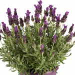 Lavandula stoechas ´Noble Summer´