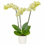 Phalaenopsis ‘Sunshower’