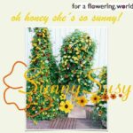 Thunbergia ‘Sunny Susy’