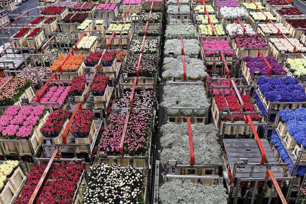 CAO voor de groothandel in bloemen en planten nu bindend Hortipoint