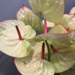 Anthurium Kaseko