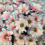 Chrysanthemum Kennedy Bubblegum