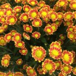 Chrysanthemum Madiba Swazi