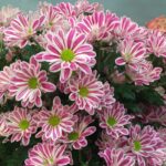 Chrysanthemum Stripy