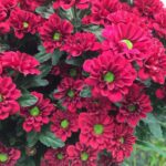 Chrysanthemum santini Melissa Red