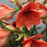 Hippeastrum Suze Fleur