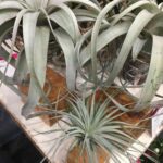 Tillandsia houtblok groot