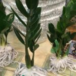 Zamioculcas Liv in wax