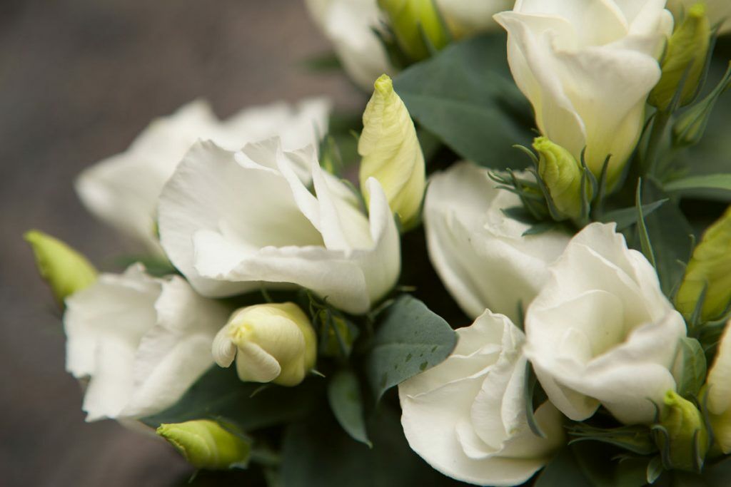 Lisianthus blijft niche ondanks verdubbeling aanbod Hortipoint