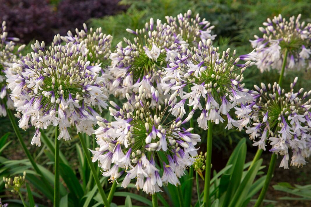 Agapanthus Fireworks wins again at UK show - Hortipoint