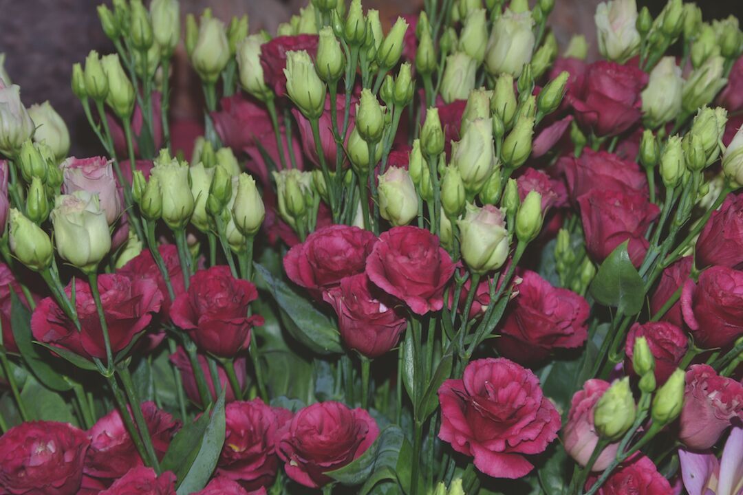 Aanstaande aanvoerstijging lisianthus drukt rendement Hortipoint