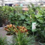 groene planten croton