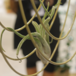 tillandsia