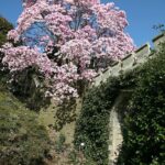 Magnolia ‘Caerhays Belle’