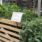 prunus beursaanbieding