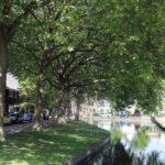 stedelijk groen platanus gouda ae