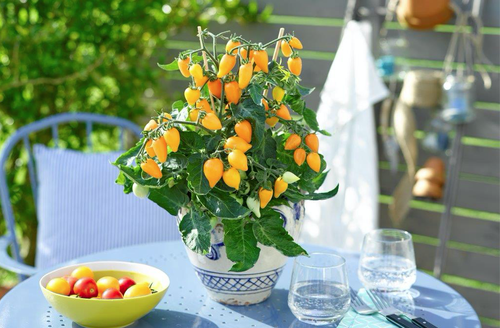 Plumbrella-tomaten zijn verkrijgbaar in vier kleuren: rood, oranje (foto), creme-geel en rose-pink.