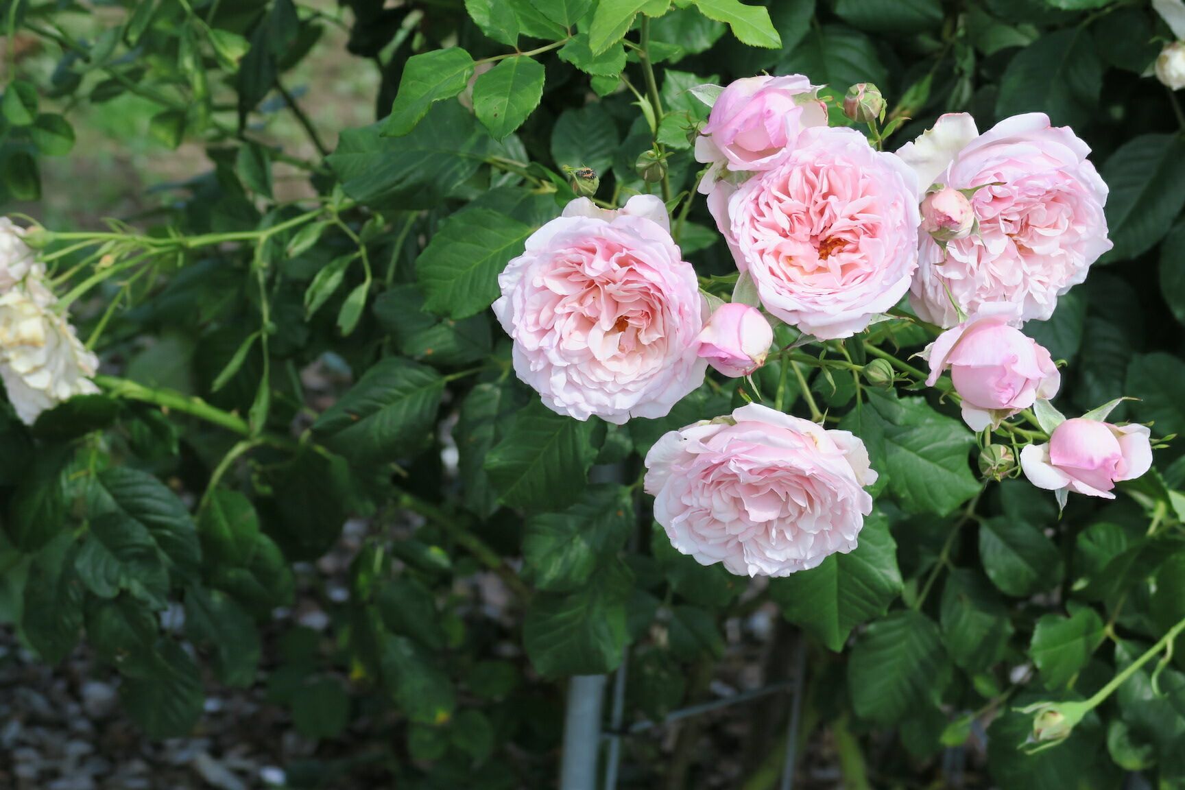 Divina роза Tantau