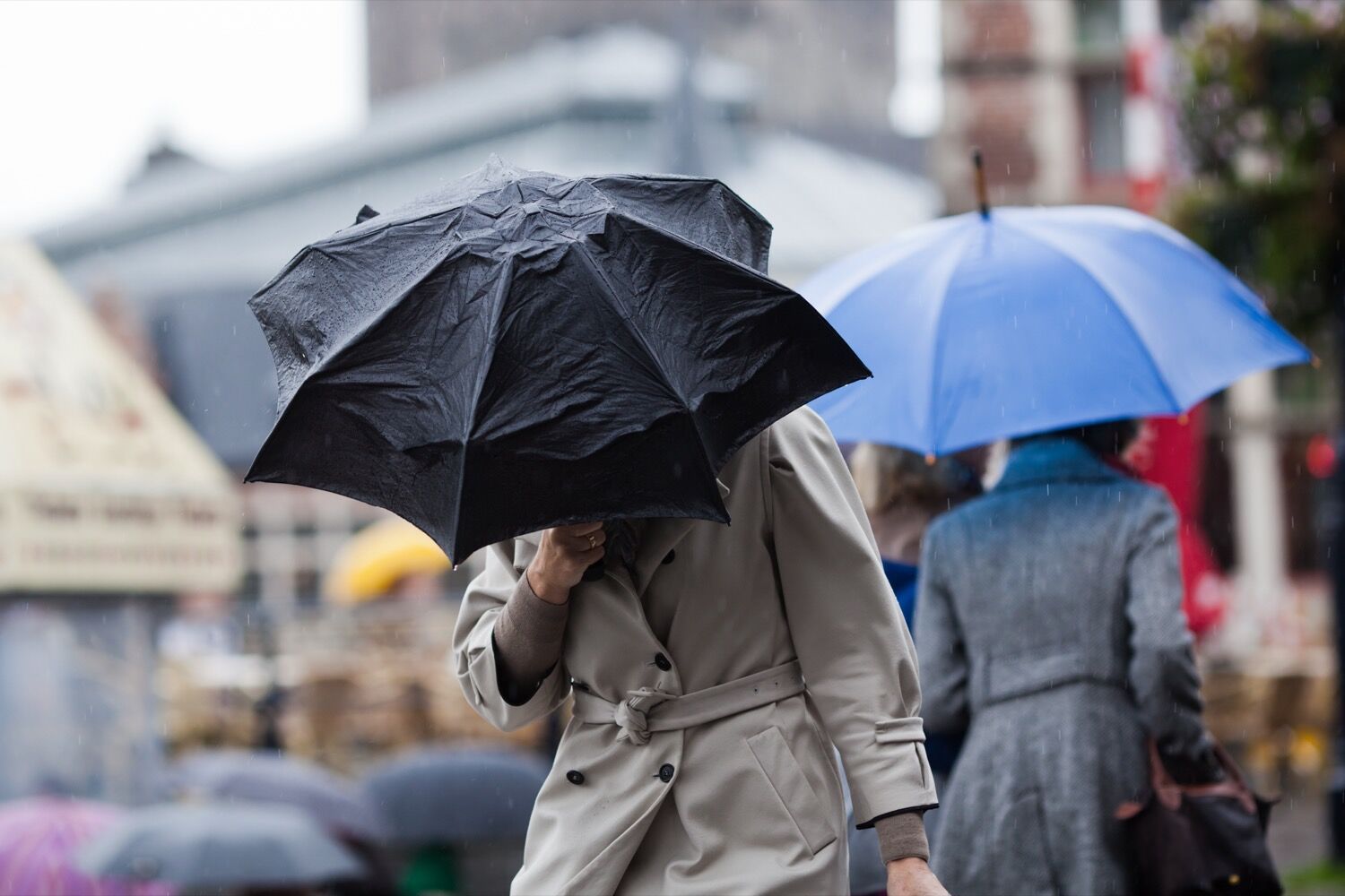 Omgeving kopen Fascinerend Paraplu regen kou lowres - Hortipoint