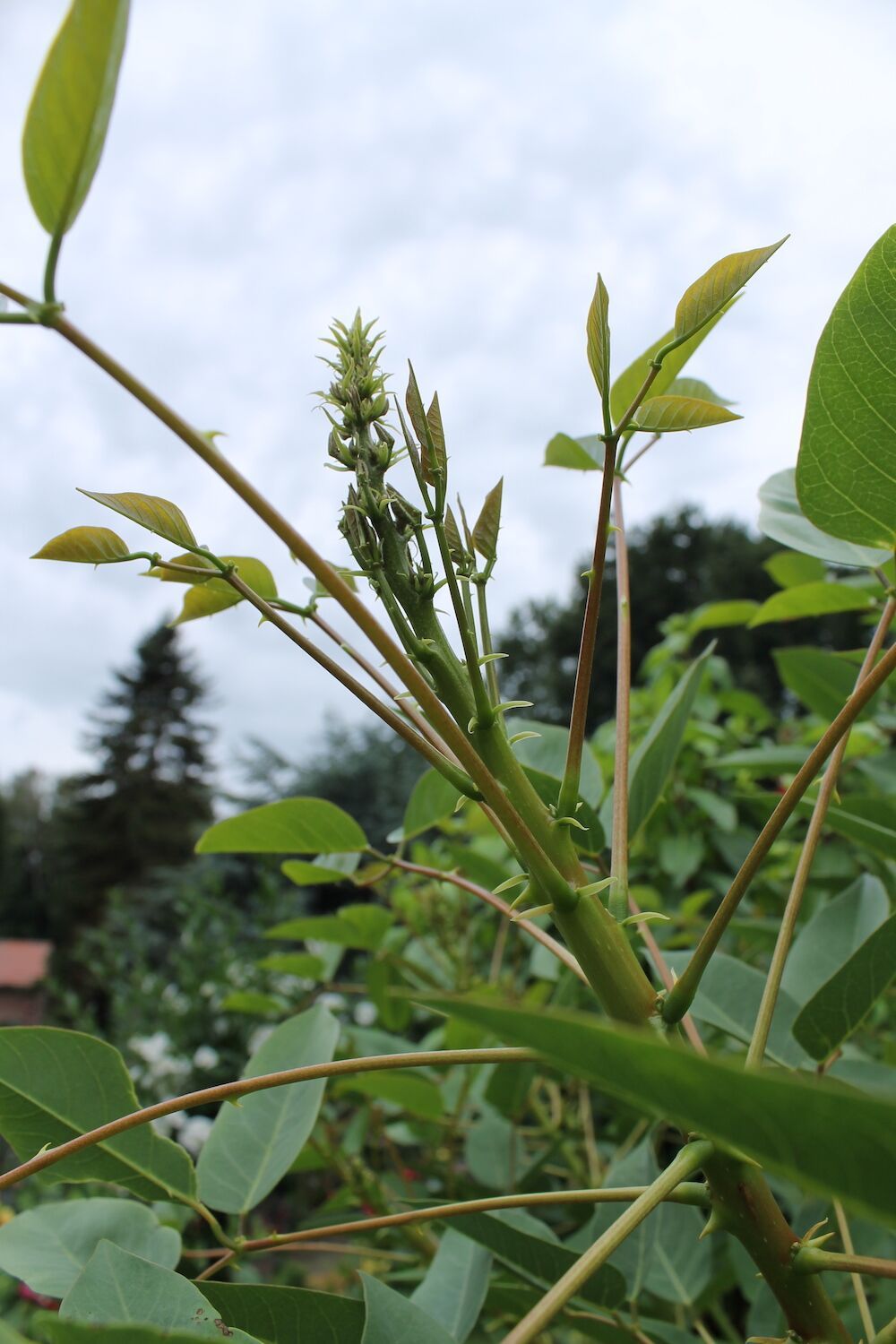 Ampies Berg Hortipoint