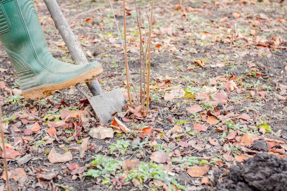 Staatsbosbeheer Helpt Bij Verplanten Van 1 Miljoen Bomen - Hortipoint