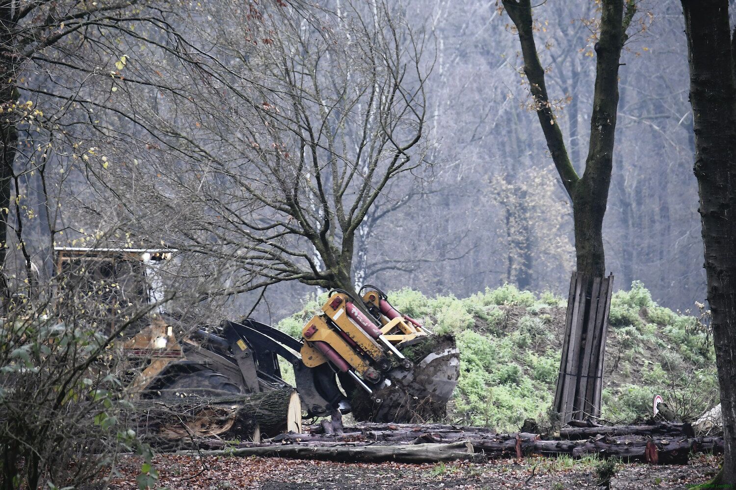 Landfort Gaat Vijftig Bomen Planten Met Crowdfunding - Hortipoint