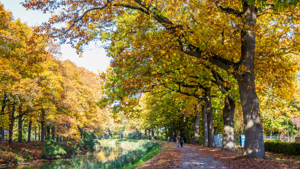 Gelderland Mikt Op Miljoen Bomen Erbij In Tien Jaar - Hortipoint