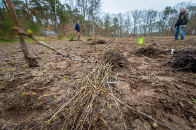 Brabantse Natuurorganisaties Delen 57.000 Bomen Uit - Hortipoint