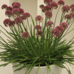 Allium-Lavender-Bubbles