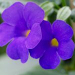 Royal-FloraHolland-AltaNova_Thunbergia-Battiscombei1