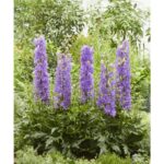 Royal-FloraHolland-Delphinium-Delgenius™-Breezin®-garden