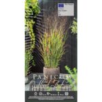 Royal-FloraHolland-Panicum-virgatum-Oxblood-Autumn